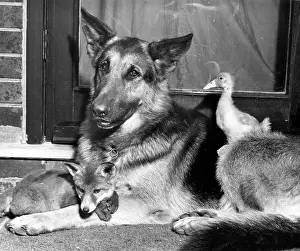 Ducks: Alsatian dog, fox cub and duckling