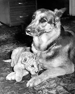 Alsatians: Alsatian dog and Lion cub