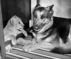 Cubs: Alsatian dog and lion cub