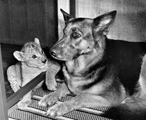 Cubs: Alsatian dog and lion cub