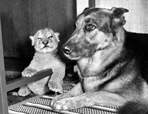 Cubs: Alsatian dog and lion cub