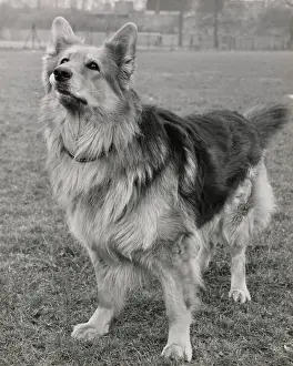 Expectation: Alsatian dog looking up in expectation