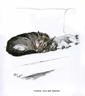 Sealyham: Alsatian and Sealyham terrier on a sofa