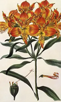 Alstroemeria: Alstroemeria aurantiaca
