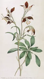Alstroemeria: Alstroemeria Ligtu