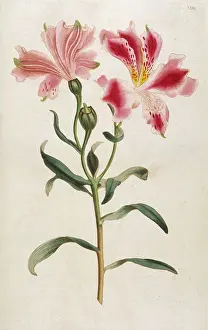 Alstroemeria: Alstroemeria Pelegrina