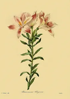 Alstroemeria: Alstroemeria pelegrina