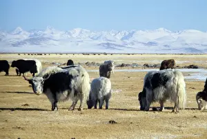 Yaks: Altai Mountains, 1980