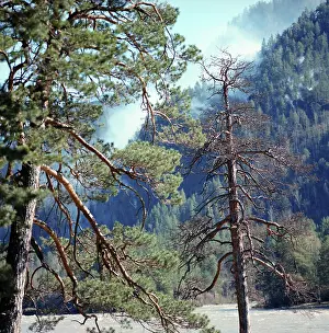 Pines: Altai pines, 1990
