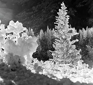 Taiga: Altai taiga, 1976