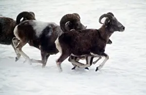Altai: Altai. Wild arkhars, 1993