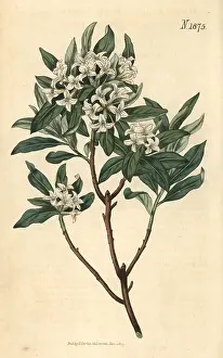 Couchman: Altaic daphne, Daphne altaica