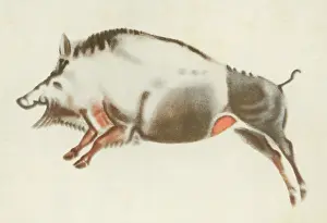 Artworks: ALTAMIRA BOAR PAINTING