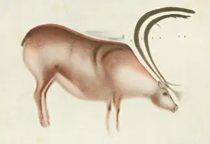 Artworks: ALTAMIRA DEER PAINTING
