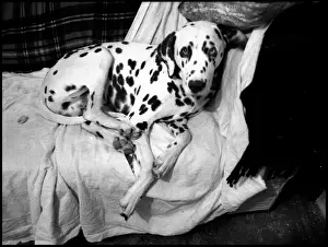 Dalmation: Alternative Dalmation on sofa