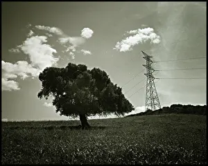 Pylon: Alternative tree and pylon landscape, Spain