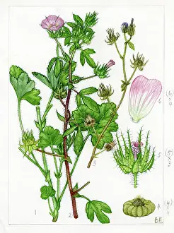 Everard: Althaea hirsuta - hairy marshmallow