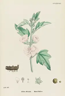 Mallow: ALTHAEA OFFICINALIS