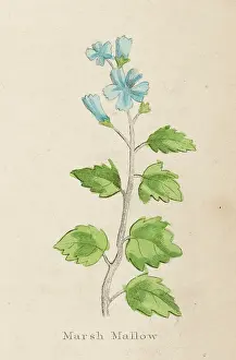 Officinalis: ALTHAEA OFFICINALIS