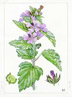 Everard: Althaea officinalis - marsh-mallow