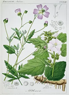 Officinalis: Althaea officinalis, marsh mallow plant