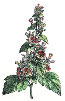 Officinalis: Althaea officinalis, marshmallow, marsh mallow, or common ma