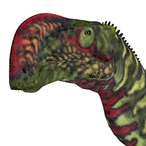 Iguanodont: Altirhinus dinosaur head