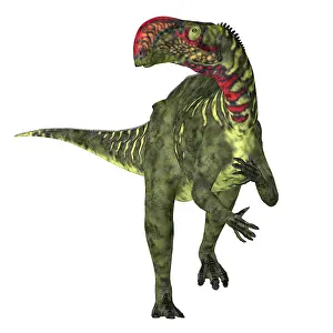 Iguanodont: Altirhinus dinosaur, front view on white background