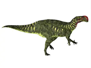 Iguanodont: Altirhinus dinosaur, side view on white background