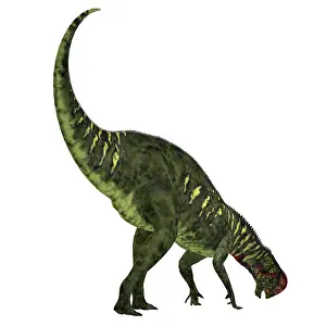 Iguanodont: Altirhinus dinosaur, white background