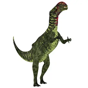 Iguanodont: Altirhinus dinosaur on white background