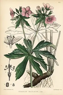 Maculatum: Alum root or wild cranesbill, Geranium maculatum