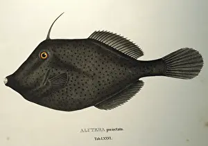 Punctatus: Aluterus punctatus