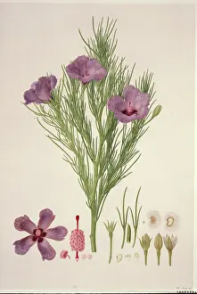 Malvidae: Alyogyne hakeifolia