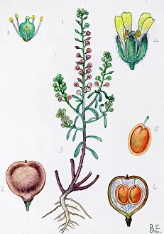 Alyssum: Alyssum alyssoides