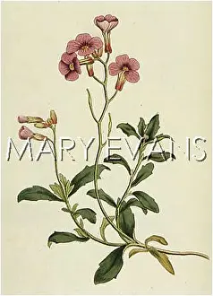 Alyssum: ALYSSUM DELTOIDEUM