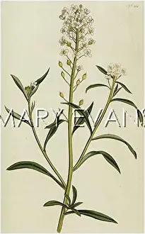 Alyssum: ALYSSUM HALIMIFOLIUM