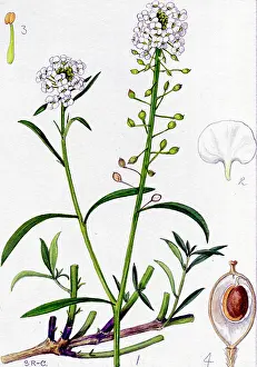 Maritimum: Alyssum maritimum