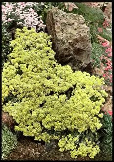 Malby: Alyssum Saxatile Citrinum