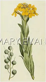 Alyssum: ALYSSUM UTRICULATUM