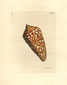 Conus: Amadis cone variety, Conus amadis