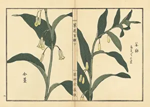 Yamada: Amadokoro or Solomon's seal, Polygonatum odoratum