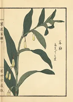 Yamada: Amadokoro or Solomon's seal, Polygonatum odoratum