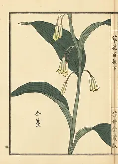 Yamada: Amadokoro or Solomon's seal, Polygonatum odoratum