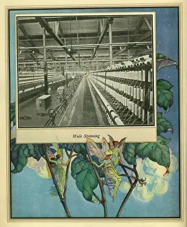 Mule: Amalgamated Cotton Mills Trust Ltd, 1920