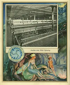 Mule: Amalgamated Cotton Mills Trust Ltd, 1920