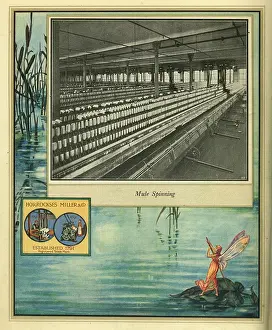 Mule: Amalgamated Cotton Mills Trust Ltd, 1920