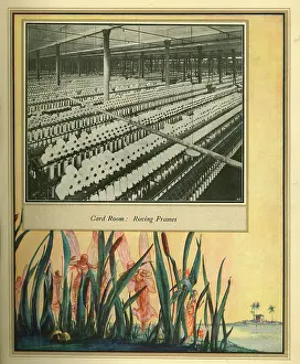 Amalgamated: Amalgamated Cotton Mills Trust Ltd, 1920