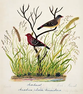 Bushby: Amandava amandava, red avadavat