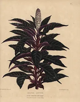 Amaranth: Amaranth or cockscomb with purple and deep